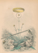 Load image into Gallery viewer, Grandville, J.J. &quot;Immortelle.&quot; [Golden Everlasting Flower]
