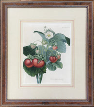 Load image into Gallery viewer, Hooker, William “Wilmot&#39;s Superb Strawberry.”
