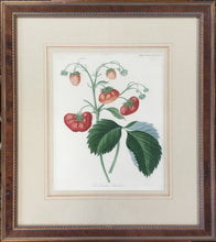 Load image into Gallery viewer, Hooker, William “The Downton Strawberry.”
