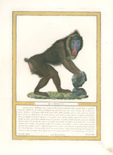 Load image into Gallery viewer, Jacob, Nicolas Henri “Il Choras.”  Pl. XVI. From &quot;Storia naturale delle scimie e dei maki...&quot;
