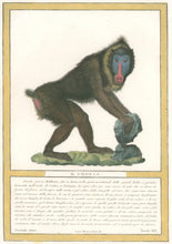 Load image into Gallery viewer, Jacob, Nicolas Henri “Il Choras.”  Pl. XVI. From &quot;Storia naturale delle scimie e dei maki...&quot;
