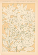 Load image into Gallery viewer, Jones, Owen &quot;Leaves from Nature No. 4.&quot;
