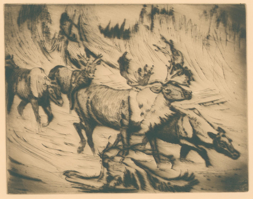 Kaercher, G.H.  [Herd of Moose]