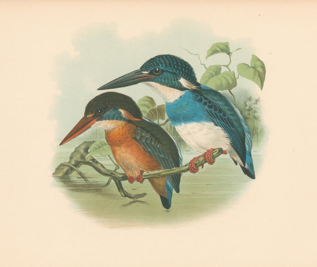 Unattributed. [Kingfishers by the school of John Gould]
