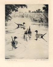 Load image into Gallery viewer, Kleiber, Hans  &quot;Pintails Feeding&quot;
