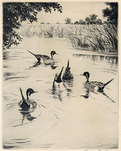 Load image into Gallery viewer, Kleiber, Hans  &quot;Pintails Feeding&quot;
