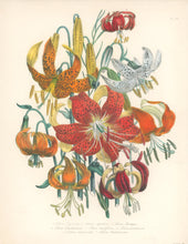 Load image into Gallery viewer, Loudon, Jane Wells  &quot;Plate 56&quot; [Lilium]
