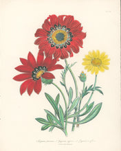 Load image into Gallery viewer, Loudon, Jane Wells  &quot;Plate 56&quot; [Gazania]
