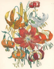 Load image into Gallery viewer, Loudon, Jane Wells  &quot;Plate 56&quot; [Lilium]
