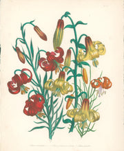 Load image into Gallery viewer, Loudon, Jane Wells  &quot;Plate 57&quot; [Lilium]
