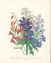 Load image into Gallery viewer, Loudon, Jane Wells  &quot;Plate 88&quot; [Penstemon]
