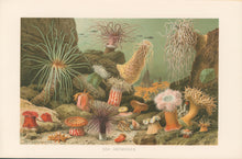 Load image into Gallery viewer, Merculiano  “Sea Anemones.”  From Richard Lydekker’s &quot;The New Natural History&quot;
