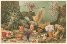 Load image into Gallery viewer, Merculiano  “Sea Anemones.”  From Richard Lydekker’s &quot;The New Natural History&quot;
