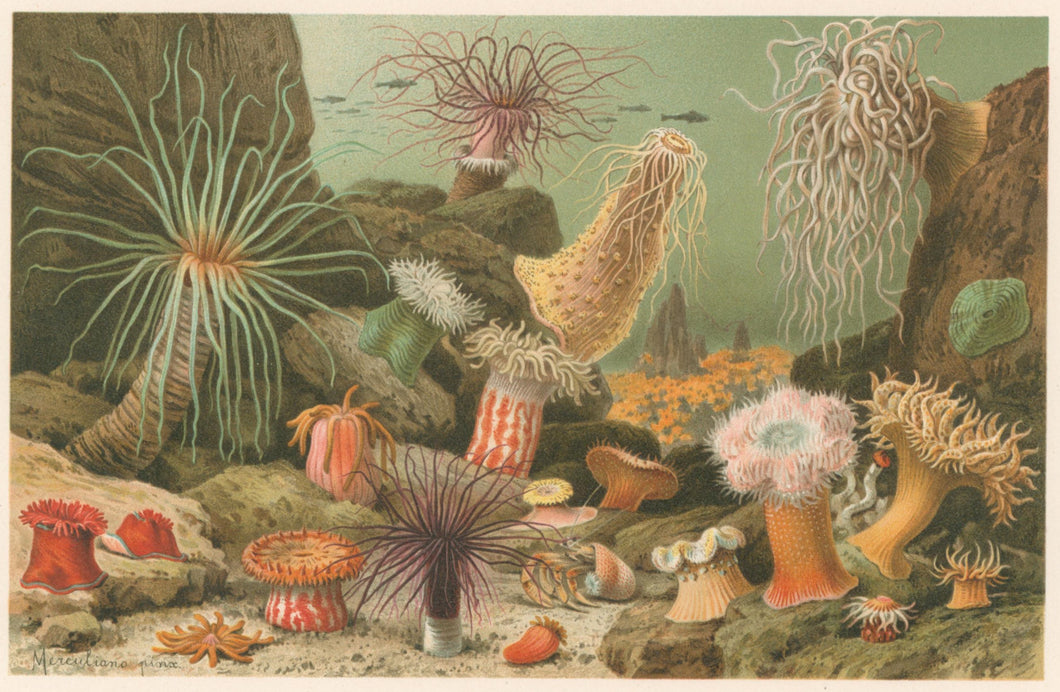 Merculiano  “Sea Anemones.”  From Richard Lydekker’s 