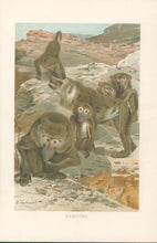 Load image into Gallery viewer, Kuhnert, W. “Baboons.”  From Richard Lydekker’s &quot;The New Natural History&quot;
