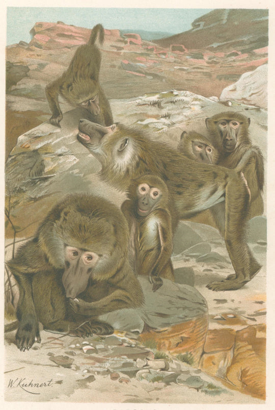 Kuhnert, W. “Baboons.”  From Richard Lydekker’s 
