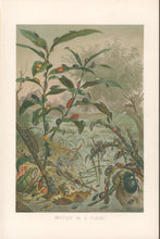 Load image into Gallery viewer, Unattributed  “Beetles in a Flood.”  From Richard Lydekker’s &quot;The New Natural History&quot;
