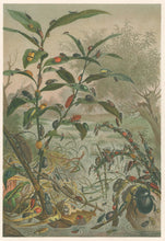 Load image into Gallery viewer, Unattributed  “Beetles in a Flood.”  From Richard Lydekker’s &quot;The New Natural History&quot;
