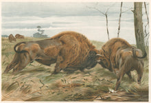 Load image into Gallery viewer, Kuhnert, W. “The European Bison.”  From Richard Lydekker’s &quot;The New Natural History&quot;
