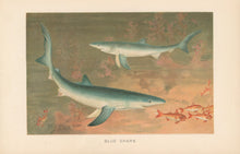 Load image into Gallery viewer, Smit, P.J.  “Blue Shark.”  From Richard Lydekker’s &quot;The New Natural History&quot;
