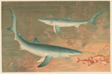 Load image into Gallery viewer, Smit, P.J.  “Blue Shark.”  From Richard Lydekker’s &quot;The New Natural History&quot;
