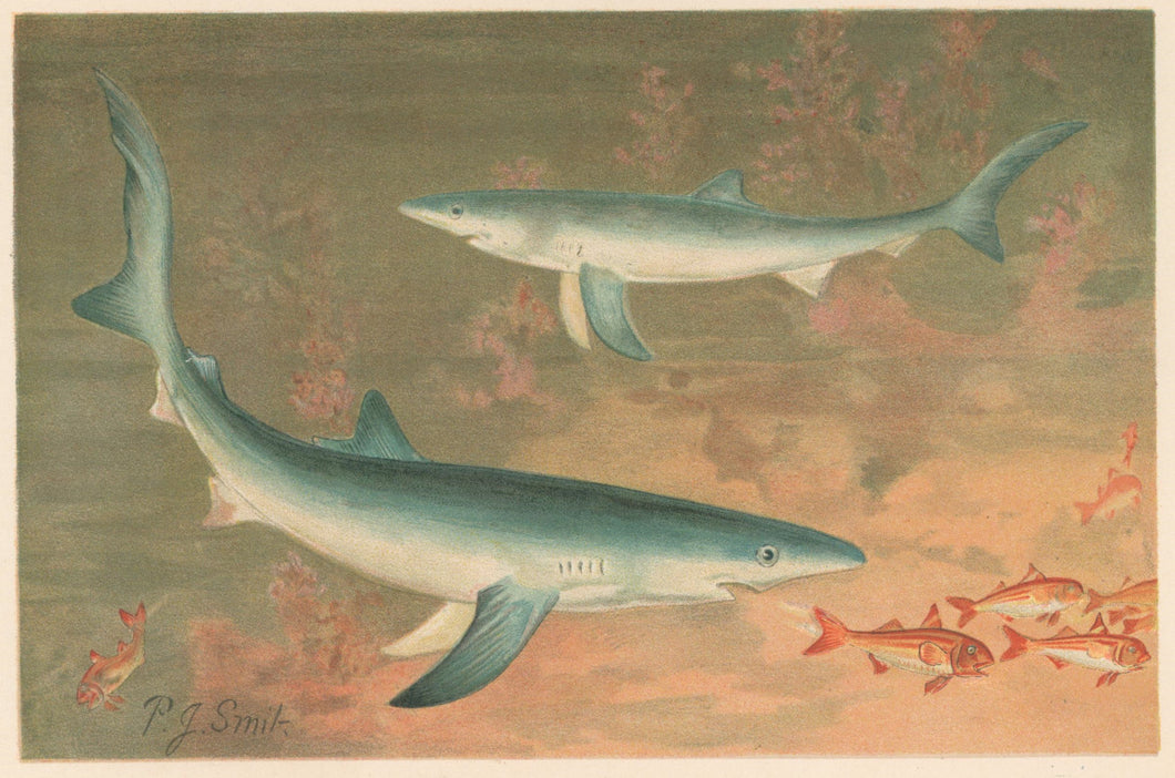 Smit, P.J.  “Blue Shark.”  From Richard Lydekker’s 