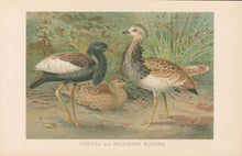 Load image into Gallery viewer, J.C.K.  “Florican and MacQueen’s Bustard.”  From Richard Lydekker’s &quot;The New Natural History&quot;
