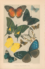 Load image into Gallery viewer, Unattributed  “Typical Butterflies.”  From Richard Lydekker’s &quot;The New Natural History&quot;
