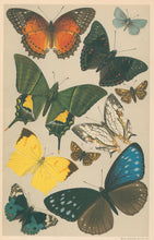 Load image into Gallery viewer, Unattributed  “Typical Butterflies.”  From Richard Lydekker’s &quot;The New Natural History&quot;
