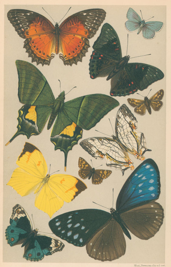 Unattributed  “Typical Butterflies.”  From Richard Lydekker’s 