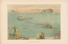 Load image into Gallery viewer, Fope “Cephalopoda.”  From Richard Lydekker’s &quot;The New Natural History&quot;
