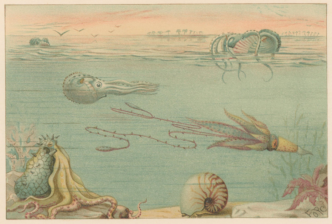 Fope “Cephalopoda.”  From Richard Lydekker’s 
