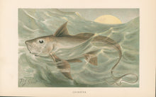 Load image into Gallery viewer, Smit, P.J.  “Chimaera.”  From Richard Lydekker’s &quot;The New Natural History&quot;

