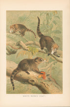 Load image into Gallery viewer, Smit, P.J.  &quot;White-Nosed Coati.”  From Richard Lydekker’s &quot;The New Natural History&quot;
