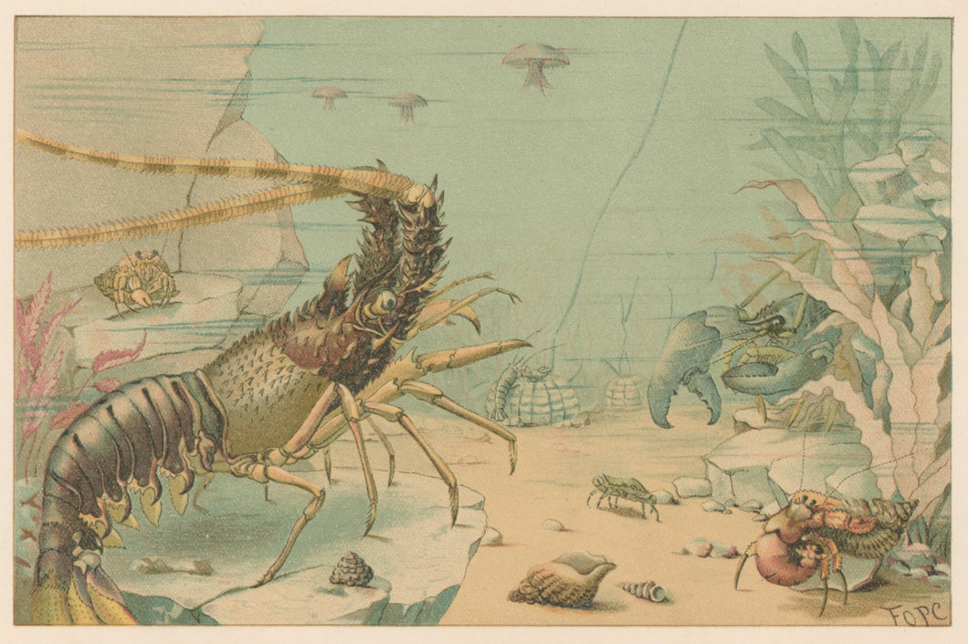 Fope  “Crustaceans.”  From Richard Lydekker’s 