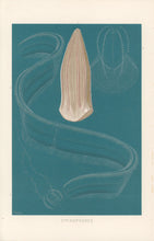 Load image into Gallery viewer, Etrold  “Ctenophores.”  From Richard Lydekker’s &quot;The New Natural History&quot;
