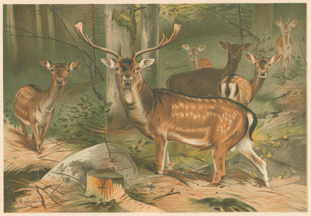 Kuhnert, W. “Fallow Deer.”  From Richard Lydekker’s 