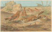Load image into Gallery viewer, J.C.K.  “Desert Finch and Desert Lark.”  From Richard Lydekker’s &quot;The New Natural History&quot;
