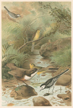 Load image into Gallery viewer, Smit, P.J.  “Dipper, Pied Wagtail and Yellow Wagtail.”  From Richard Lydekker’s &quot;The New Natural History&quot;
