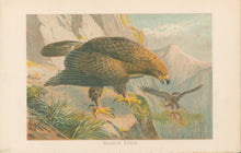 Load image into Gallery viewer, J.C.K.  “Golden Eagle.”  From Richard Lydekker’s &quot;The New Natural History&quot;
