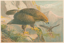 Load image into Gallery viewer, J.C.K.  “Golden Eagle.”  From Richard Lydekker’s &quot;The New Natural History&quot;
