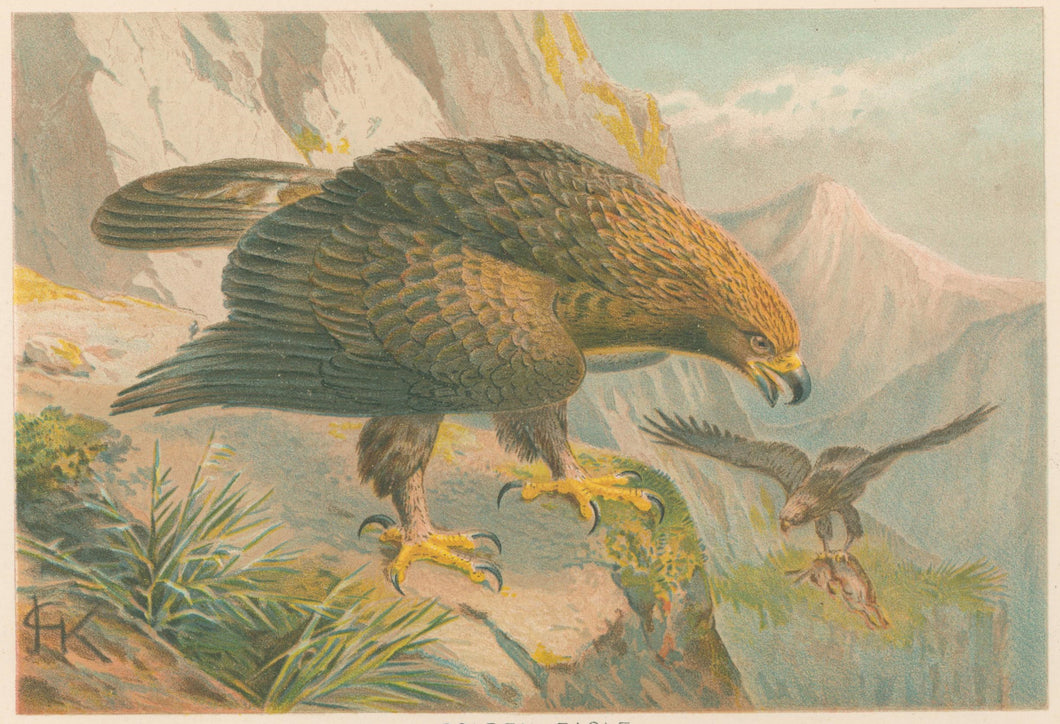 J.C.K.  “Golden Eagle.”  From Richard Lydekker’s 