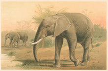 Load image into Gallery viewer, Smit, P.J.  “African Elephant.”  From Richard Lydekker’s &quot;The New Natural History&quot;
