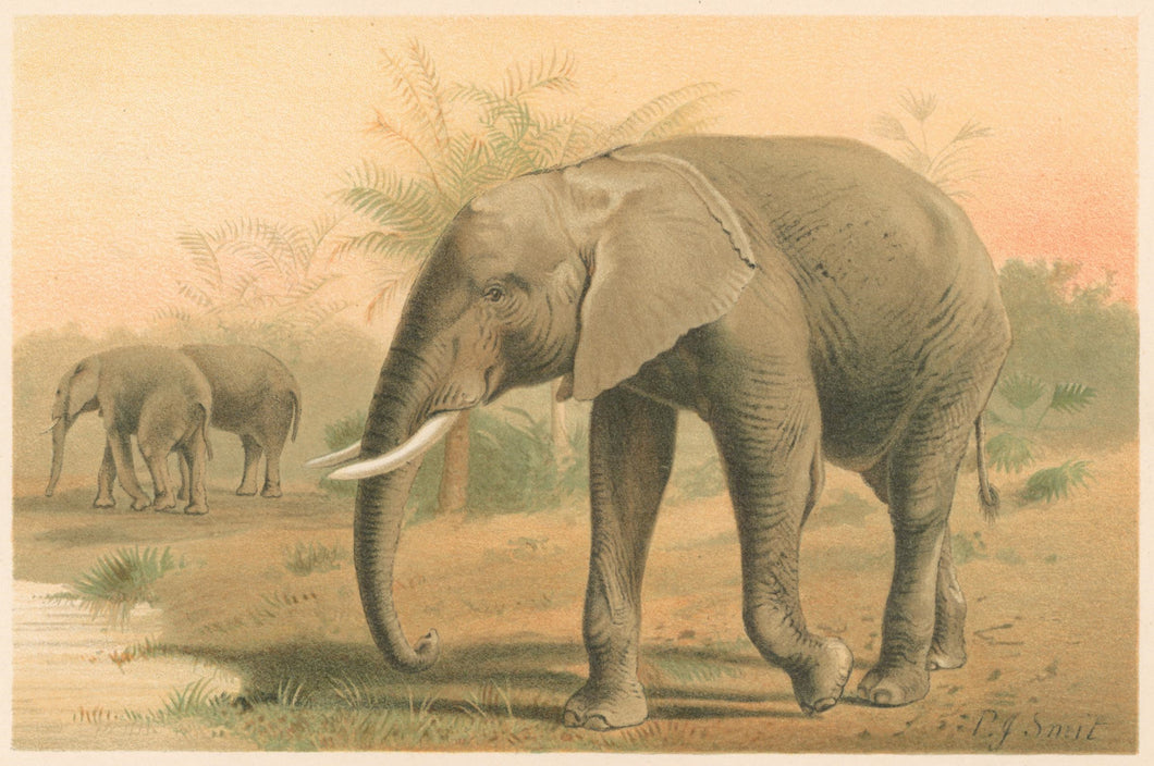 Smit, P.J.  “African Elephant.”  From Richard Lydekker’s 