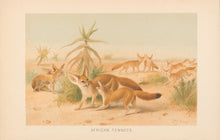 Load image into Gallery viewer, Smit, P.J.  “African Fennecs.”  From Richard Lydekker’s &quot;The New Natural History&quot;
