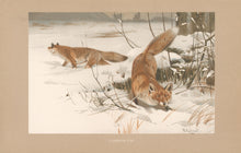 Load image into Gallery viewer, Kuhnert, W. “Common Fox.”  From Richard Lydekker’s &quot;The New Natural History&quot;
