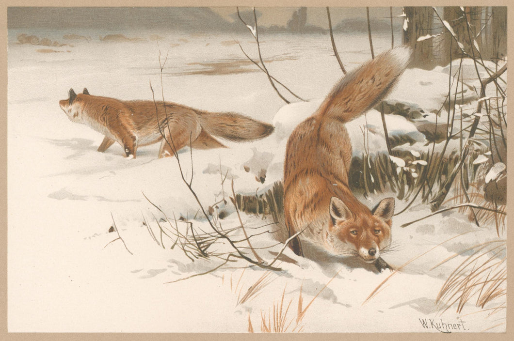 Kuhnert, W. “Common Fox.”  From Richard Lydekker’s 