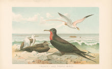 Load image into Gallery viewer, Smit, P.J.  “Frigate – and Tropic Birds.”  From Richard Lydekker’s &quot;The New Natural History&quot;

