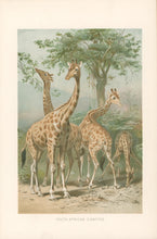 Load image into Gallery viewer, Unattributed  “South African Giraffes.”  From Richard Lydekker’s &quot;The New Natural History&quot;
