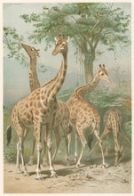 Load image into Gallery viewer, Unattributed  “South African Giraffes.”  From Richard Lydekker’s &quot;The New Natural History&quot;
